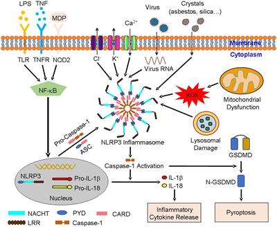 Involvement of Nucleotide-Binding Oligomerization Domain-Like Receptor Family Pyrin Domain Containing 3 Inflammasome in the Pathogenesis of Liver Diseases